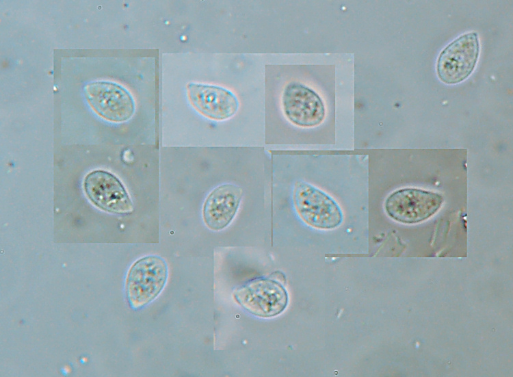ritrovamento 3 (Cylindrobasidium evolvens)